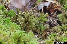 Attēlu rezultāti vaicājumam “Climacium dendroides sporophyte”