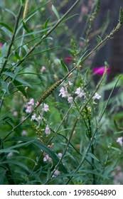 Attēlu rezultāti vaicājumam “Calophasia lunula larva”