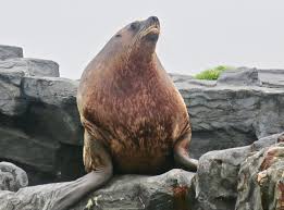 Image result for Eumetopias jubatus