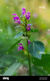 Attēlu rezultāti vaicājumam “Galeopsis bifida flower”