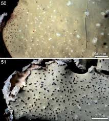 Attēlu rezultāti vaicājumam “Cetrelia olivetorum”