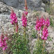 Attēlu rezultāti vaicājumam “Antirrhinum majus”