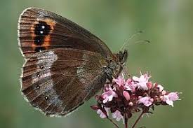 Attēlu rezultāti vaicājumam “Erebia aethiops”