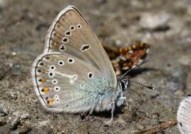 Attēlu rezultāti vaicājumam “Eumedonia eumedon male”