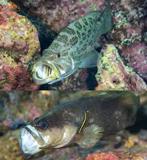 Image result for Mycteroperca phenax