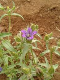 Image result for Campanula strigosa