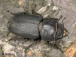 Attēlu rezultāti vaicājumam “Dorcus parallelopipedus”