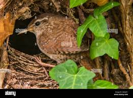 Attēlu rezultāti vaicājumam “Troglodytes troglodytes nest”