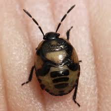 Attēlu rezultāti vaicājumam “Tritomegas bicolor imago”