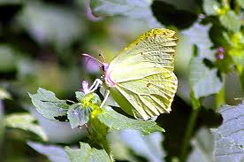 Attēlu rezultāti vaicājumam “Gonepteryx rhamni female”