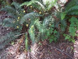 Attēlu rezultāti vaicājumam “Mycelis muralis bud”