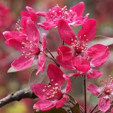 Attēlu rezultāti vaicājumam “Malus purpurea leaf”