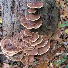 Attēlu rezultāti vaicājumam “Diderma rufostriatum sessile”