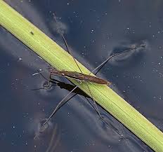 Attēlu rezultāti vaicājumam “Limnoporus rufoscutellatus”