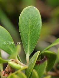 Attēlu rezultāti vaicājumam “Arctostaphylos uva-ursi leaf”