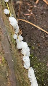 Attēlu rezultāti vaicājumam “Ceratiomyxa morchella stalked”