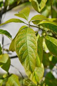 Attēlu rezultāti vaicājumam “Chionanthus virginicus leaf”