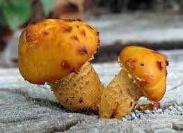 Attēlu rezultāti vaicājumam “Pholiota aurivella”