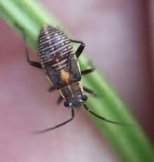 Attēlu rezultāti vaicājumam “Capsodes gothicus”