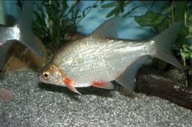Image result for Cyprinus rubrofuscus