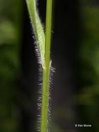 Attēlu rezultāti vaicājumam “Brachypodium sylvaticum leaf”