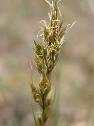 Attēlu rezultāti vaicājumam “Carex arenaria”