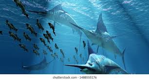 Image result for Makaira mazara