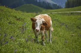 Attēlu rezultāti vaicājumam “Bos primigenius taurus”