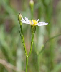 Attēlu rezultāti vaicājumam “Symphyotrichum x salignum”