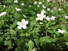 Attēlu rezultāti vaicājumam “Isopyrum thalictroides flower”
