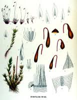 Attēlu rezultāti vaicājumam “Bryum pallescens”