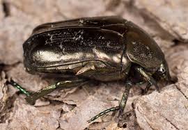 Attēlu rezultāti vaicājumam “Liocola lugubris”