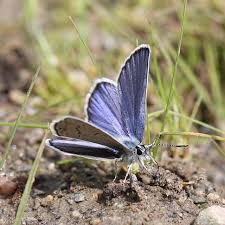 Attēlu rezultāti vaicājumam “Plebejus idas male”