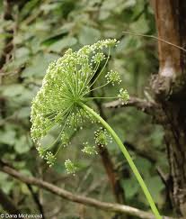 Attēlu rezultāti vaicājumam “Laserpitium latifolium bud”