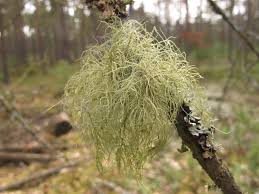 Attēlu rezultāti vaicājumam “Usnea subfloridana”
