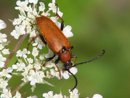 Attēlu rezultāti vaicājumam “Leptura rubra male”