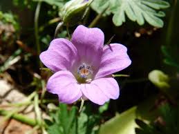 Image result for Storchschnäbel