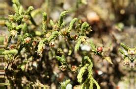 Attēlu rezultāti vaicājumam “Hedwigia ciliata sporophyte”