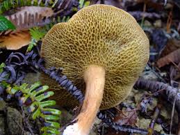 Attēlu rezultāti vaicājumam “Suillus bovinus”