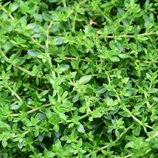 Attēlu rezultāti vaicājumam “Herniaria glabra flower”