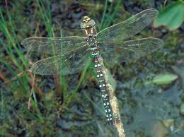 Attēlu rezultāti vaicājumam “Aeshna juncea”