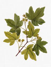 Attēlu rezultāti vaicājumam “Acer campestre flower”