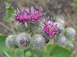 Attēlu rezultāti vaicājumam “Arctium tomentosum fruit”