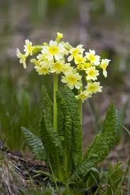 Attēlu rezultāti vaicājumam “Primula elatior flower”