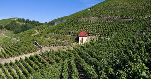 Image result for rôtie