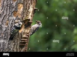 Attēlu rezultāti vaicājumam “Dendrocopos minor female”
