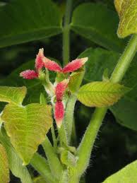 Attēlu rezultāti vaicājumam “Juglans cinerea flower”