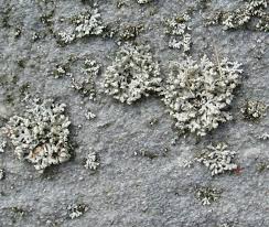 Attēlu rezultāti vaicājumam “Physcia adscendens”