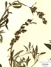 Attēlu rezultāti vaicājumam “Antirrhinum majus leaf”