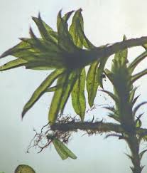 Attēlu rezultāti vaicājumam “Zygodon rupestris”